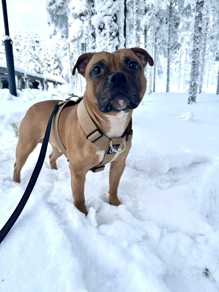 YEK1S Pudasjärvi 14.2.2025
